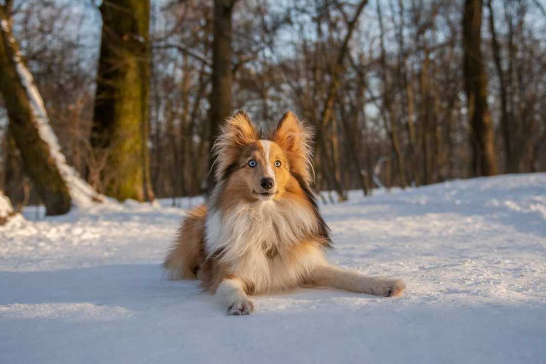 Shetland Sheepdog laying in snowy forest