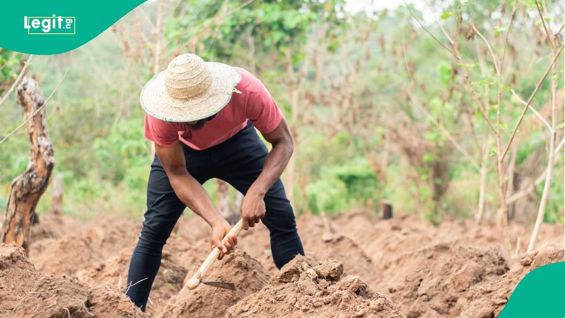 Male Nigerian farmer Male Nigerian farmer