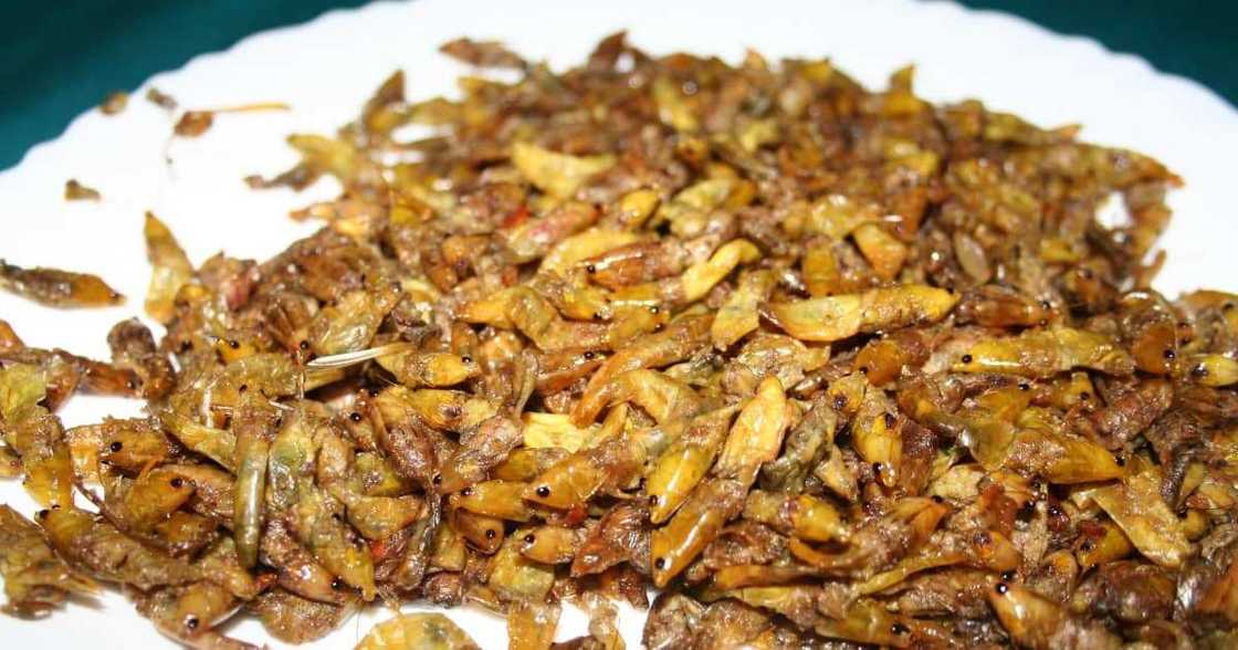 Uganda Airlines Considering Adding Grasshoppers to Its Menu After Passenger Hawked Them on Plane Uganda Airlines Considering Adding Grasshoppers to Its Menu After Passenger Hawked Them on Plane