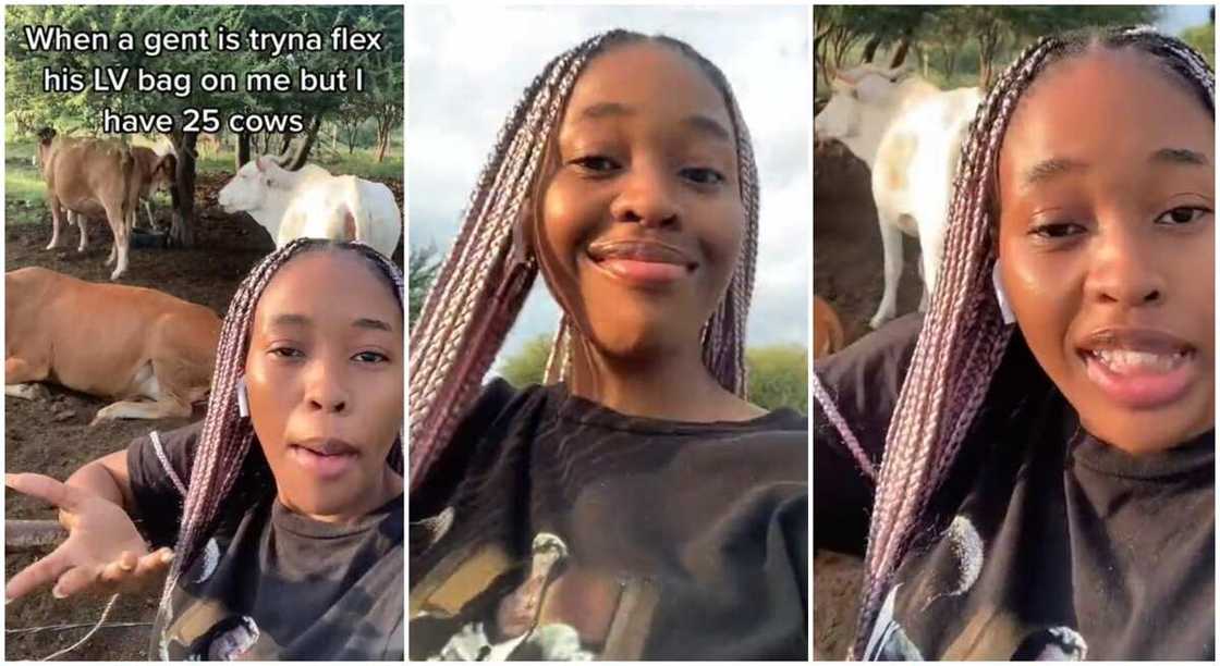 Photos of a lady showing of her cows. Photos of a lady showing of her cows.