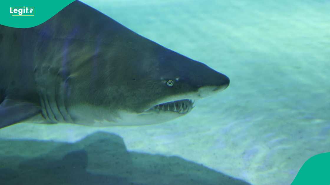 Sea safety reminder: RNLI urges boaters to prioritize safety after coordinated multi-agency shark bite response. Sea safety reminder: RNLI urges boaters to prioritize safety after coordinated multi-agency shark bite response.