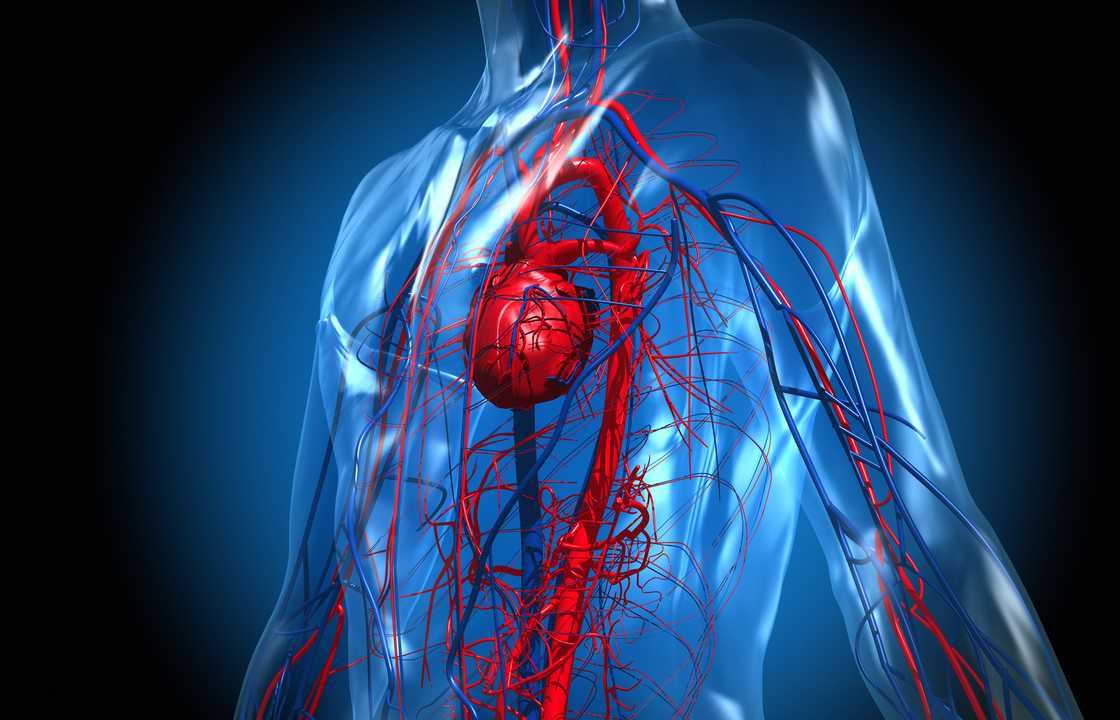 The circulatory system The circulatory system
