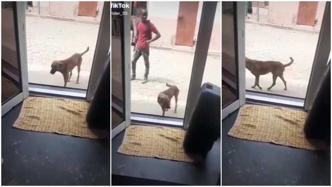 Dog making dance moves/dogs shows love for music. Dog making dance moves/dogs shows love for music.