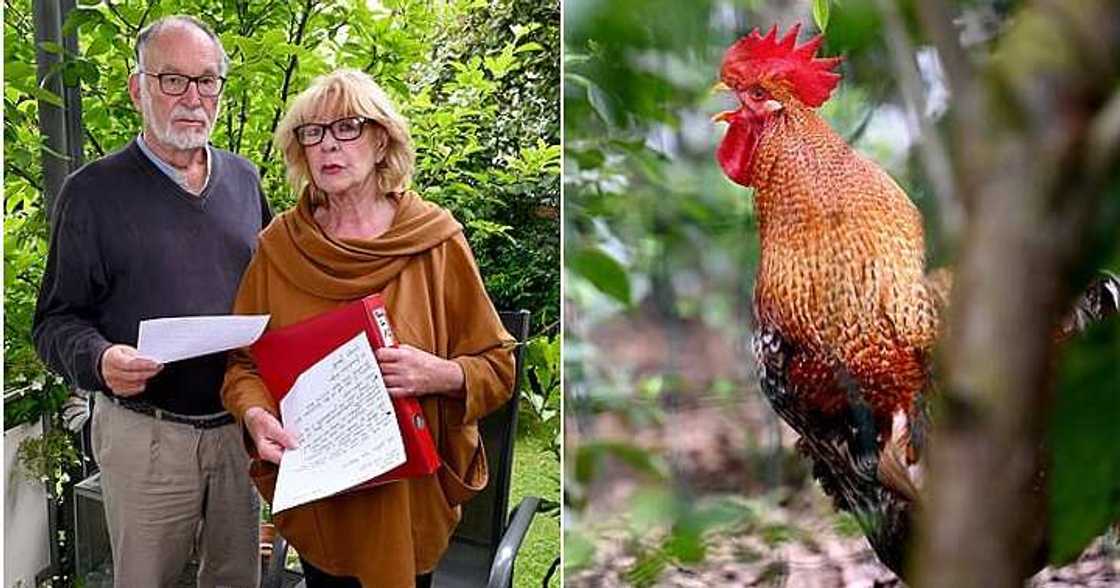 Cockerel, couple sue neighbor and chicken, court, noise Cockerel, couple sue neighbor and chicken, court, noise