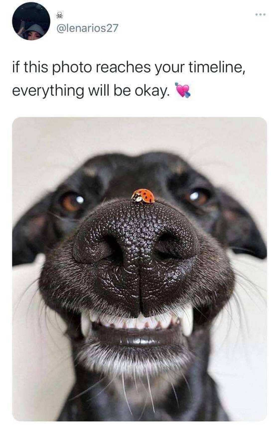 Hump day meme Hump day meme