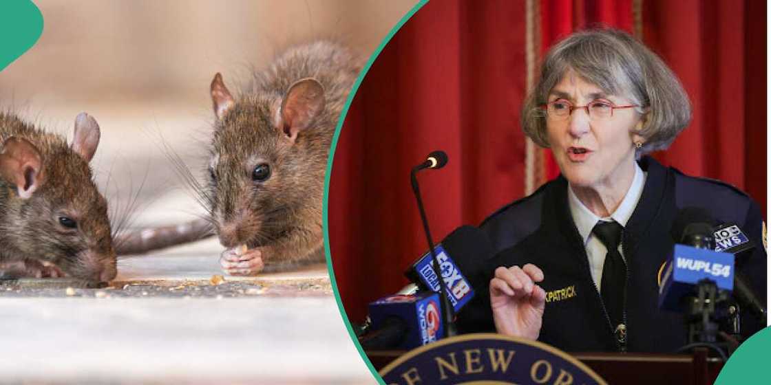 Chief Anne Kirkpatrick, New Orleans police chief speaks on rats getting high Chief Anne Kirkpatrick, New Orleans police chief speaks on rats getting high