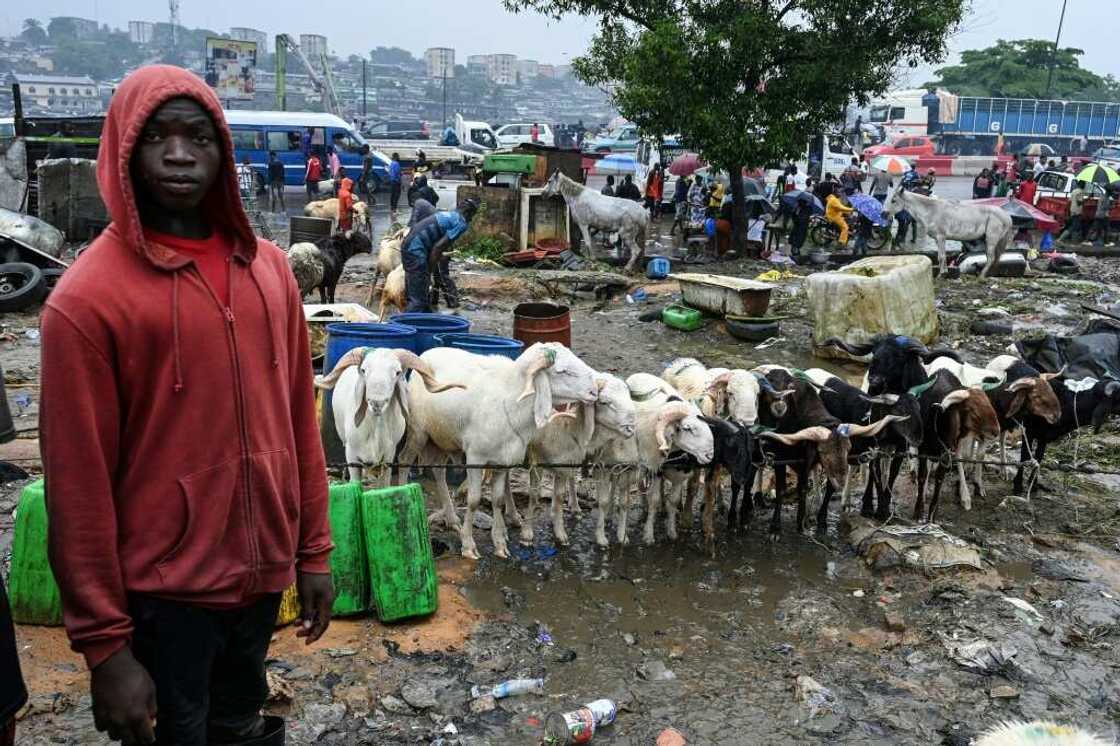 More than 90 percent of livestock consumed during Ivory Coast's Eid comes from Sahel countries More than 90 percent of livestock consumed during Ivory Coast's Eid comes from Sahel countries