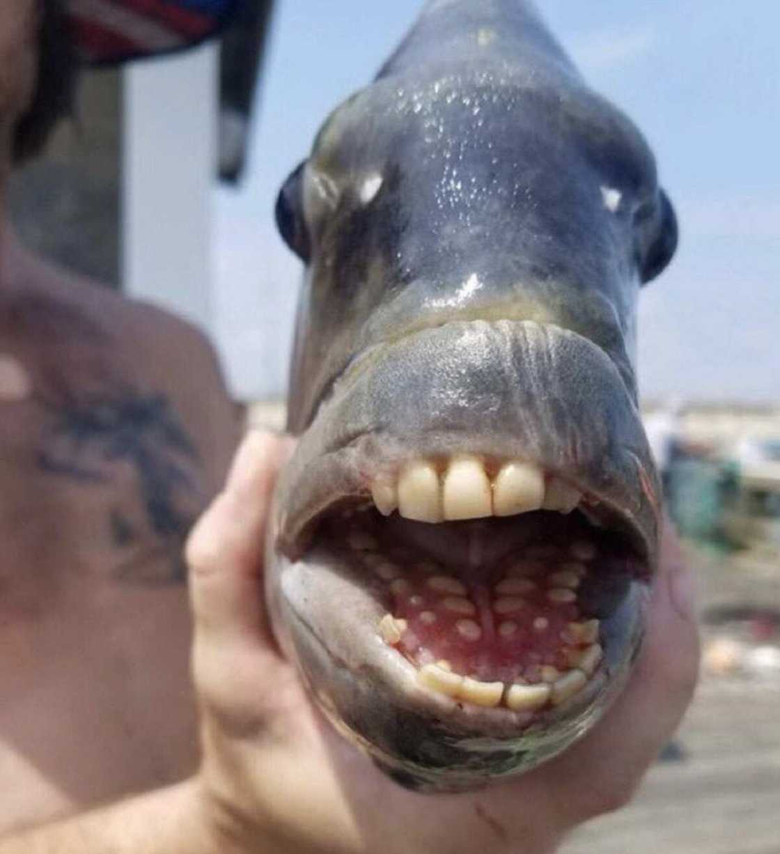 Ikon Allah: Hotunan kifi mai hakoran dan Adam da masunci ya kama sun bada mamaki Ikon Allah: Hotunan kifi mai hakoran dan Adam da masunci ya kama sun bada mamaki