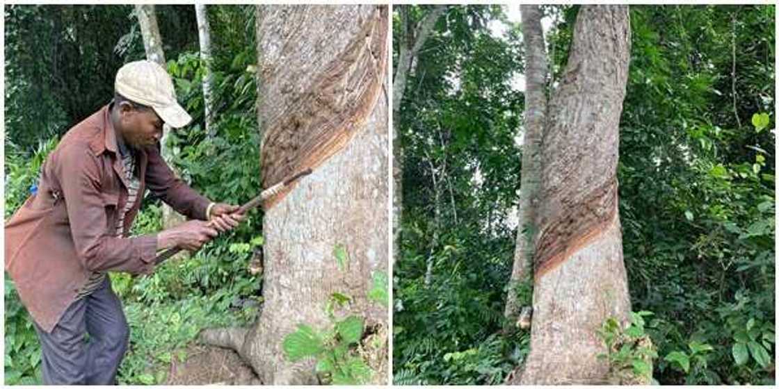 Tree marked for rubber tapping in Sapele community of Delta state. Tree marked for rubber tapping in Sapele community of Delta state.