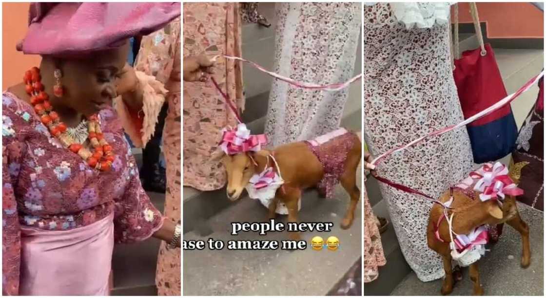Photos of a Nigerian woman who took goat to a wedding reception. Photos of a Nigerian woman who took goat to a wedding reception.