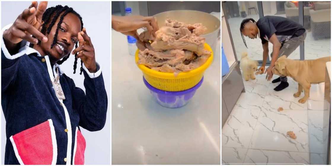 Naira Marley feeds his dogs with chicken Naira Marley feeds his dogs with chicken