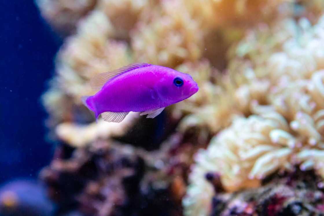 Orchid dottyback swimming in deep waters