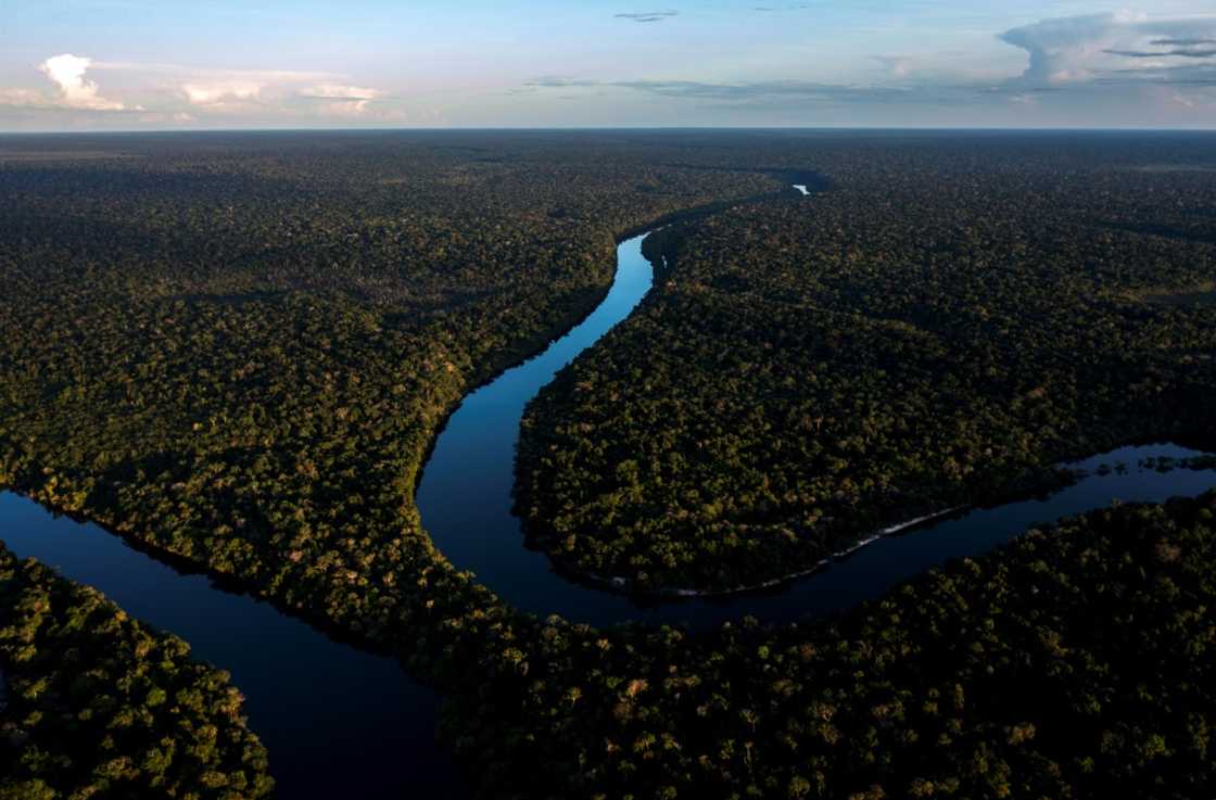 Biodiversity credits will be on the table for discussion at this month's UN biodiversity summit in Colombia Biodiversity credits will be on the table for discussion at this month's UN biodiversity summit in Colombia