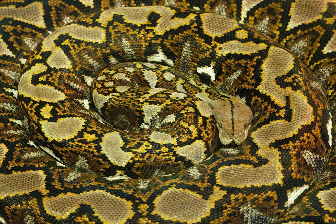 Python réticulé (Malayopython reticulatus)
Photo : Getty Images Python réticulé (Malayopython reticulatus)
Photo : Getty Images