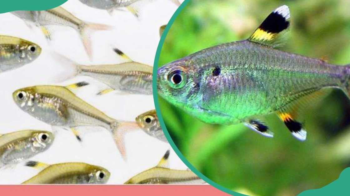 X Ray Fish Facts X Ray Fish Facts