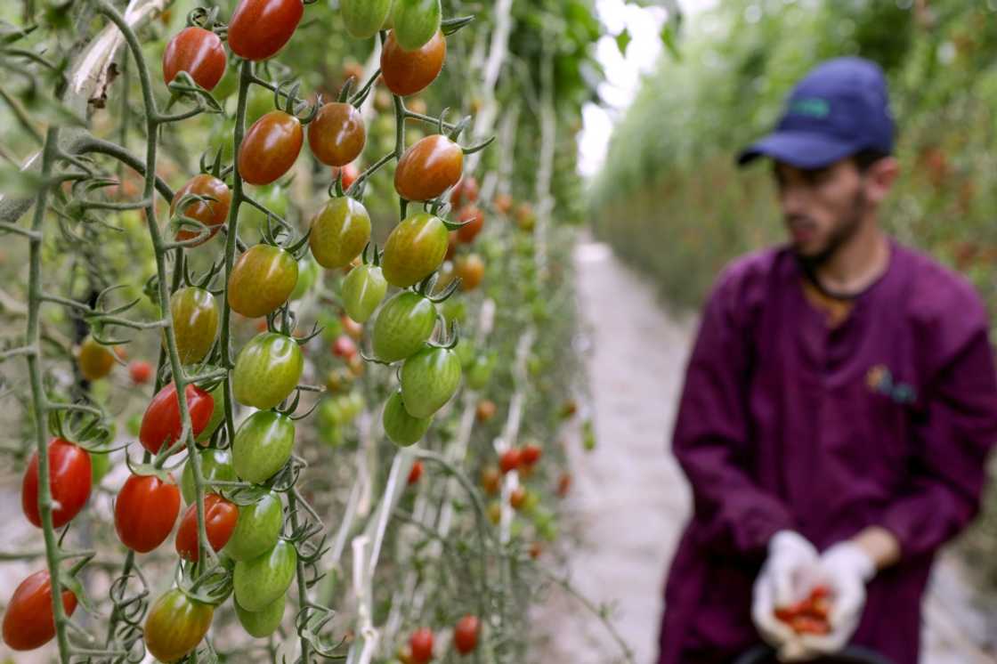 Agriculture has been badly hit by six years of drought in Morocco Agriculture has been badly hit by six years of drought in Morocco