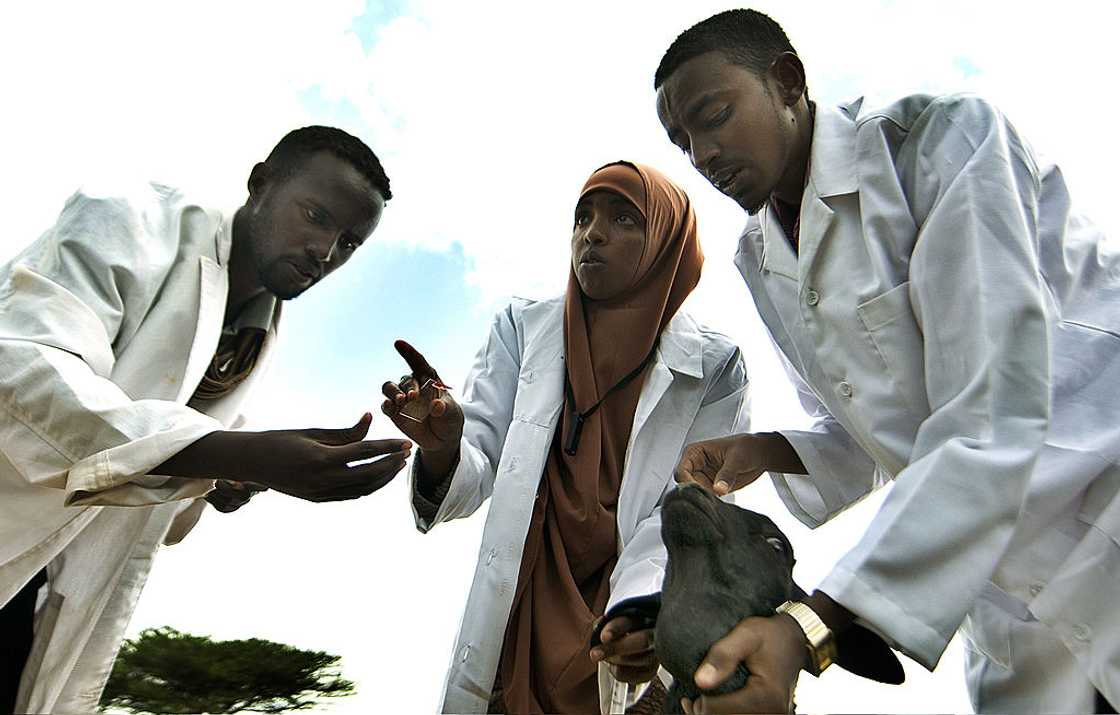 Veterinary School students during a field activity