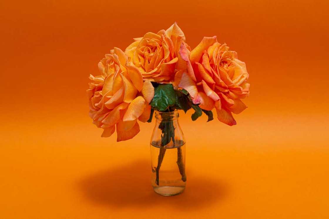 Bouquet of orange rose inside a glass bottle on orange background.