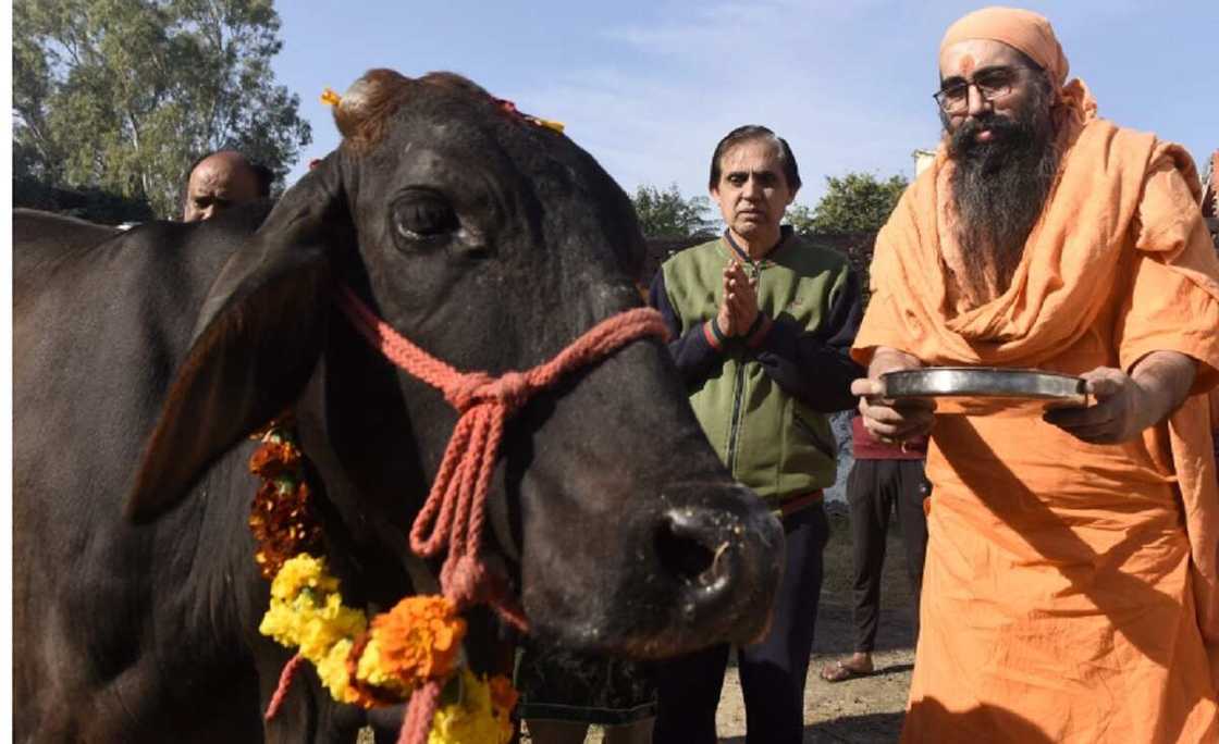 Za a yi jarabawar 'kimiyyar shanu' ta kasa a India