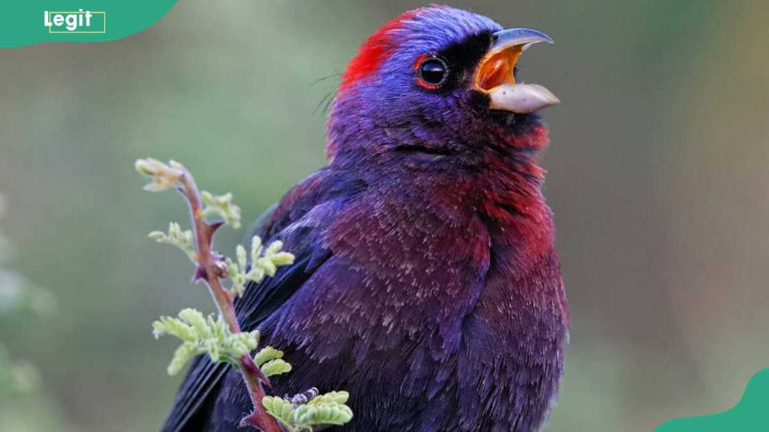 A Varied bunting chirping