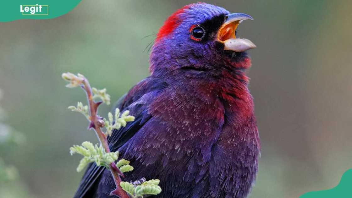 A Varied bunting chirping A Varied bunting chirping