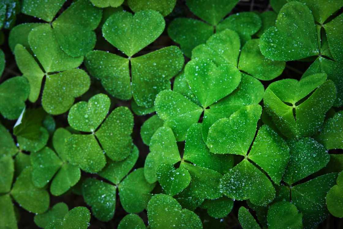 Green three-leafed clovers are a symbol of St. Patrick's Day Green three-leafed clovers are a symbol of St. Patrick's Day