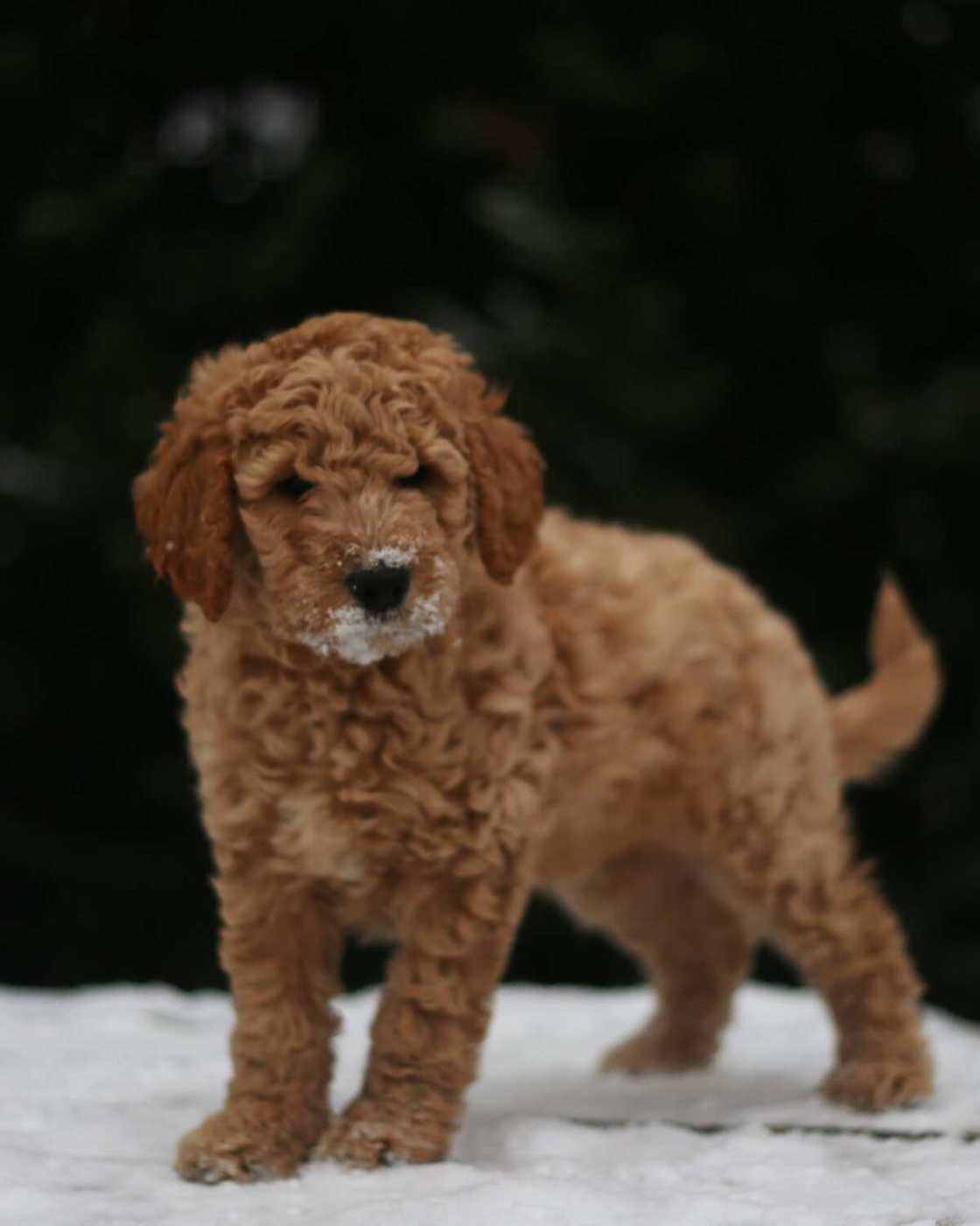 cutest puppy in the world cutest puppy in the world