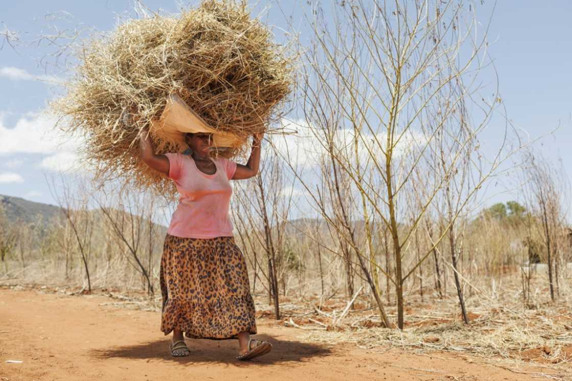 Charity Mwangome says she was refused compensation when elephants destroyed her crops Charity Mwangome says she was refused compensation when elephants destroyed her crops