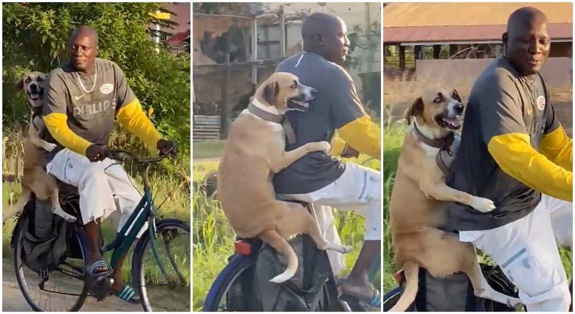 Photos of a man carrying his dog on a bicycle as they ride around town. Photos of a man carrying his dog on a bicycle as they ride around town.