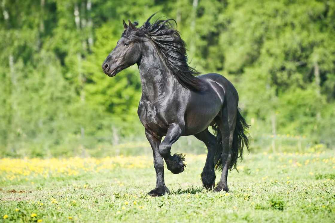 Le Frison, le plus beau cheval du monde