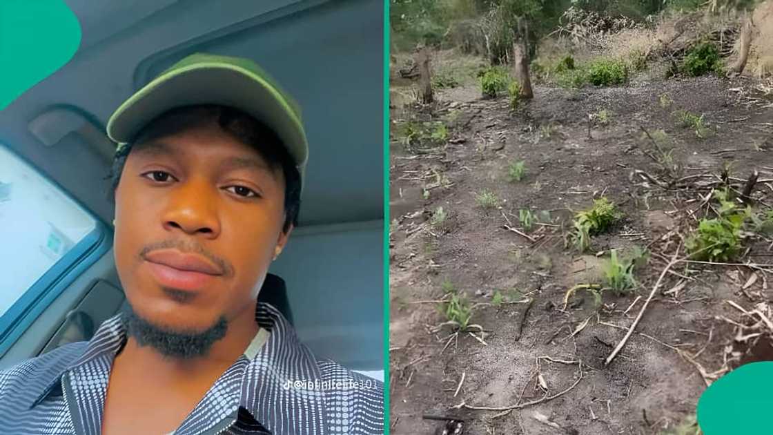 Nigerian farmer shares tips after growing 7,000 yams on a small farm Nigerian farmer shares tips after growing 7,000 yams on a small farm