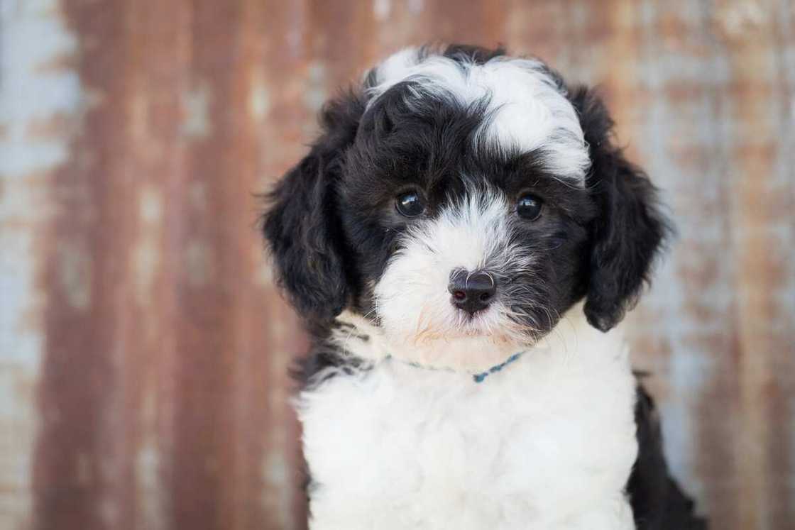 sheepadoodle's temperament