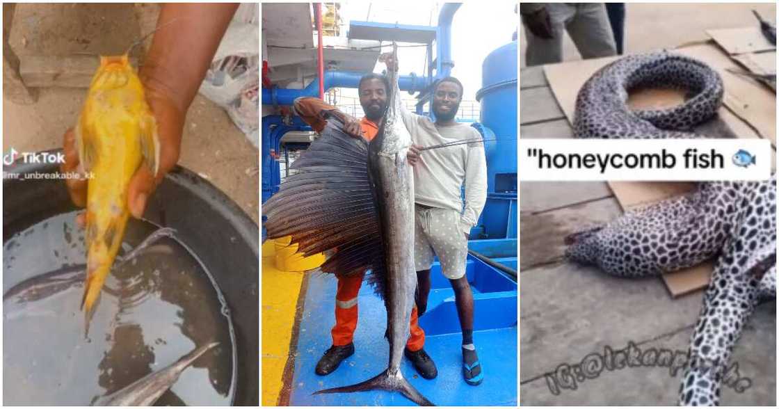 Honeycomb fish, big sailfish, golden fish