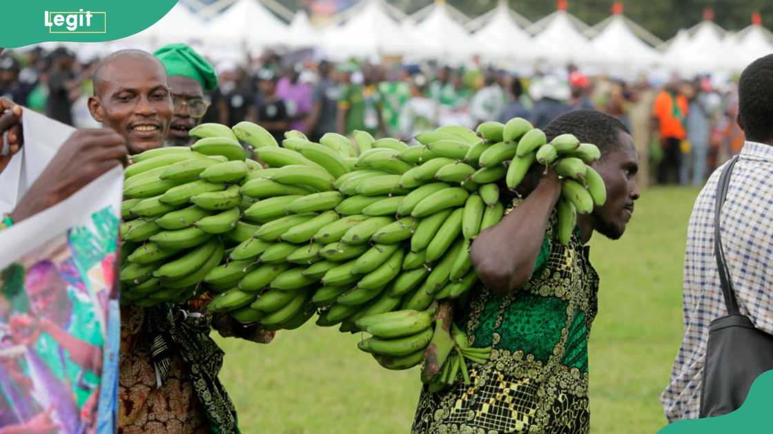 Farmers display bunches of plantain and other produce at the Lagos State Ministry of Agriculture's 2024 World Food Day fair in Lagos, Nigeria. Farmers display bunches of plantain and other produce at the Lagos State Ministry of Agriculture's 2024 World Food Day fair in Lagos, Nigeria.