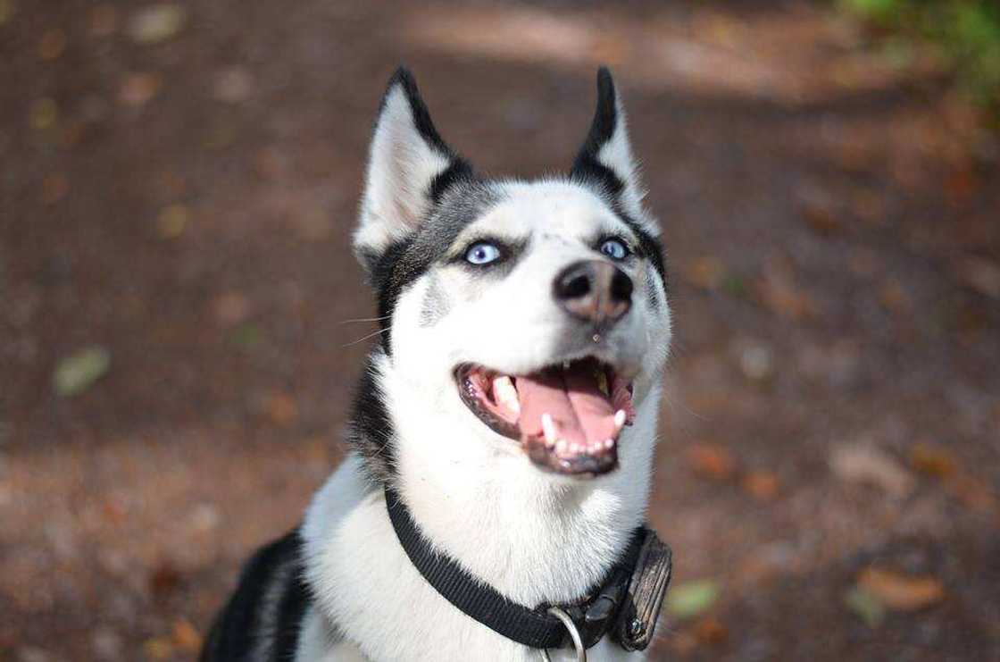 cute dogs cute dogs