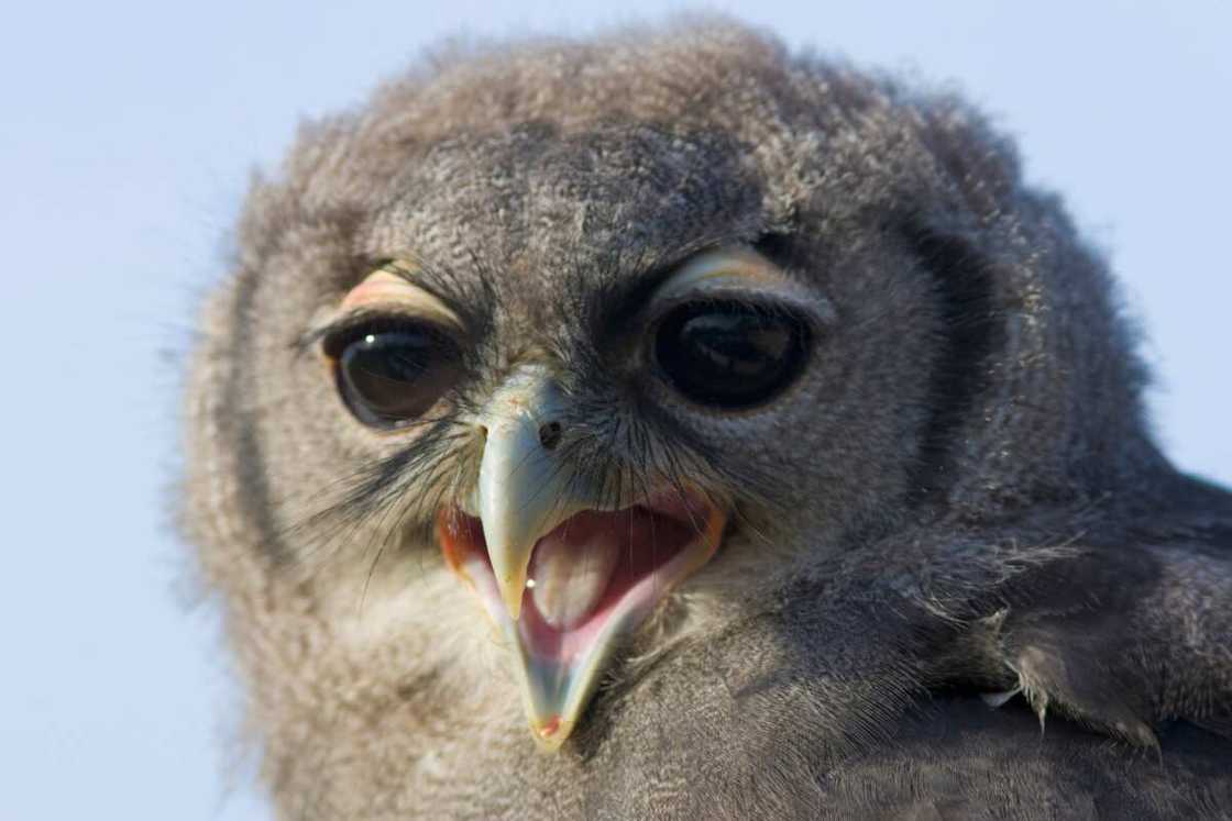 Verreaux's Eagle-Owl Verreaux's Eagle-Owl