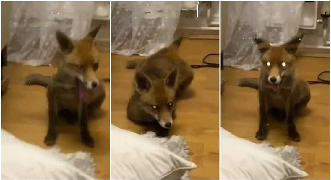 Fox goes into a home and refuses to leave. Fox goes into a home and refuses to leave.