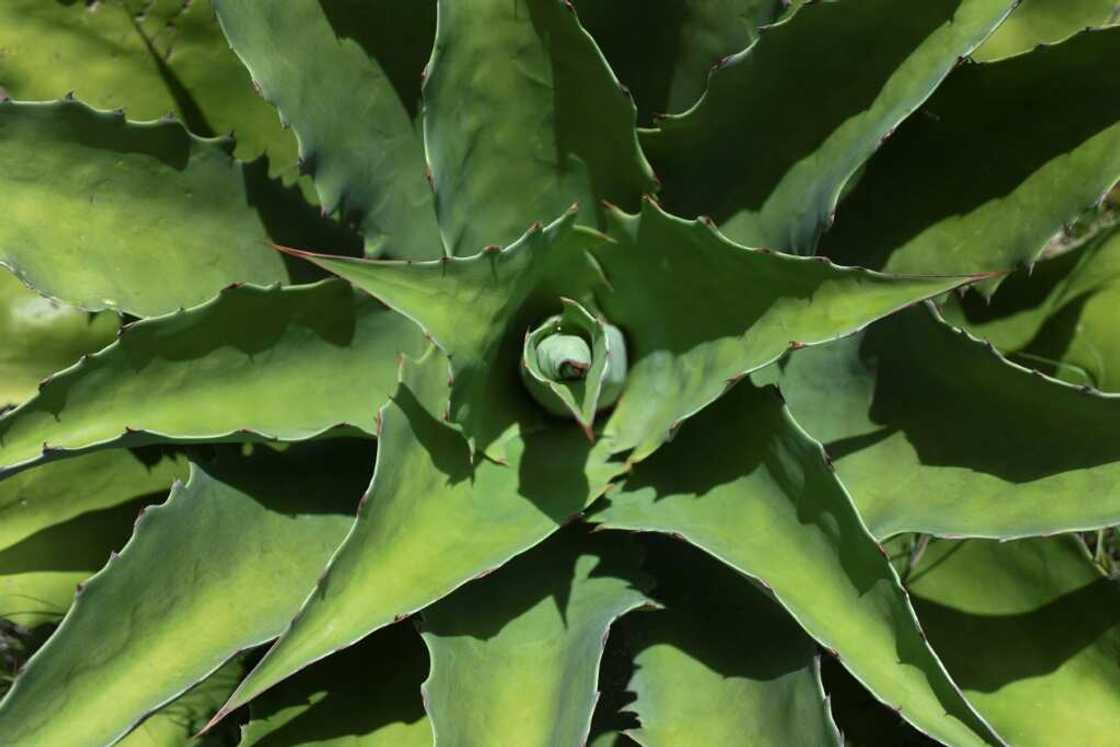 A tobala agave plant grows in Villa Sola de Vega in southern Mexico A tobala agave plant grows in Villa Sola de Vega in southern Mexico