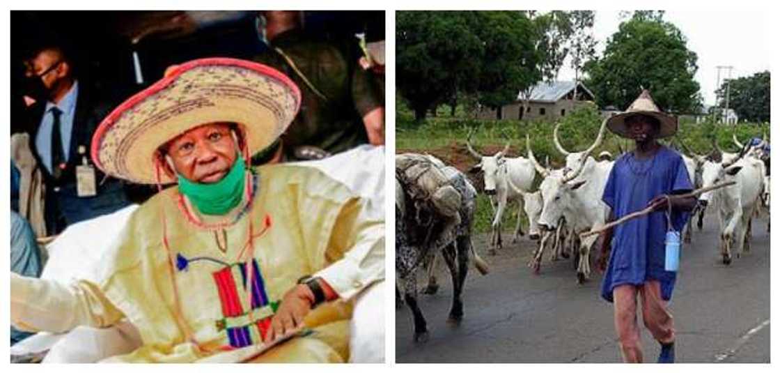 Herdsmen: Settle in a place, it's not hard, northern governor tells cattle rearers Herdsmen: Settle in a place, it's not hard, northern governor tells cattle rearers