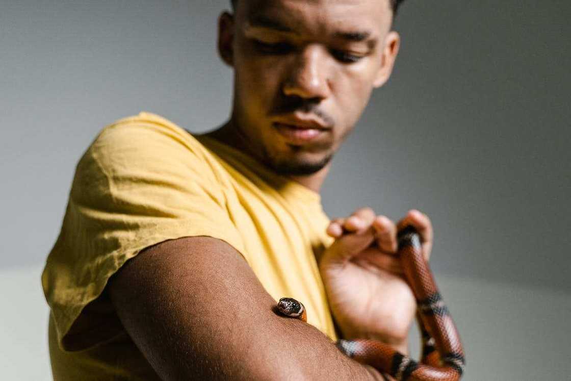 names for snakes names for snakes