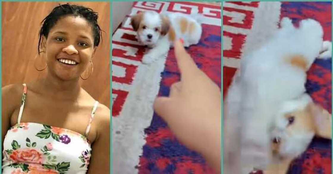 Lady tackles problematic puppy in video Lady tackles problematic puppy in video