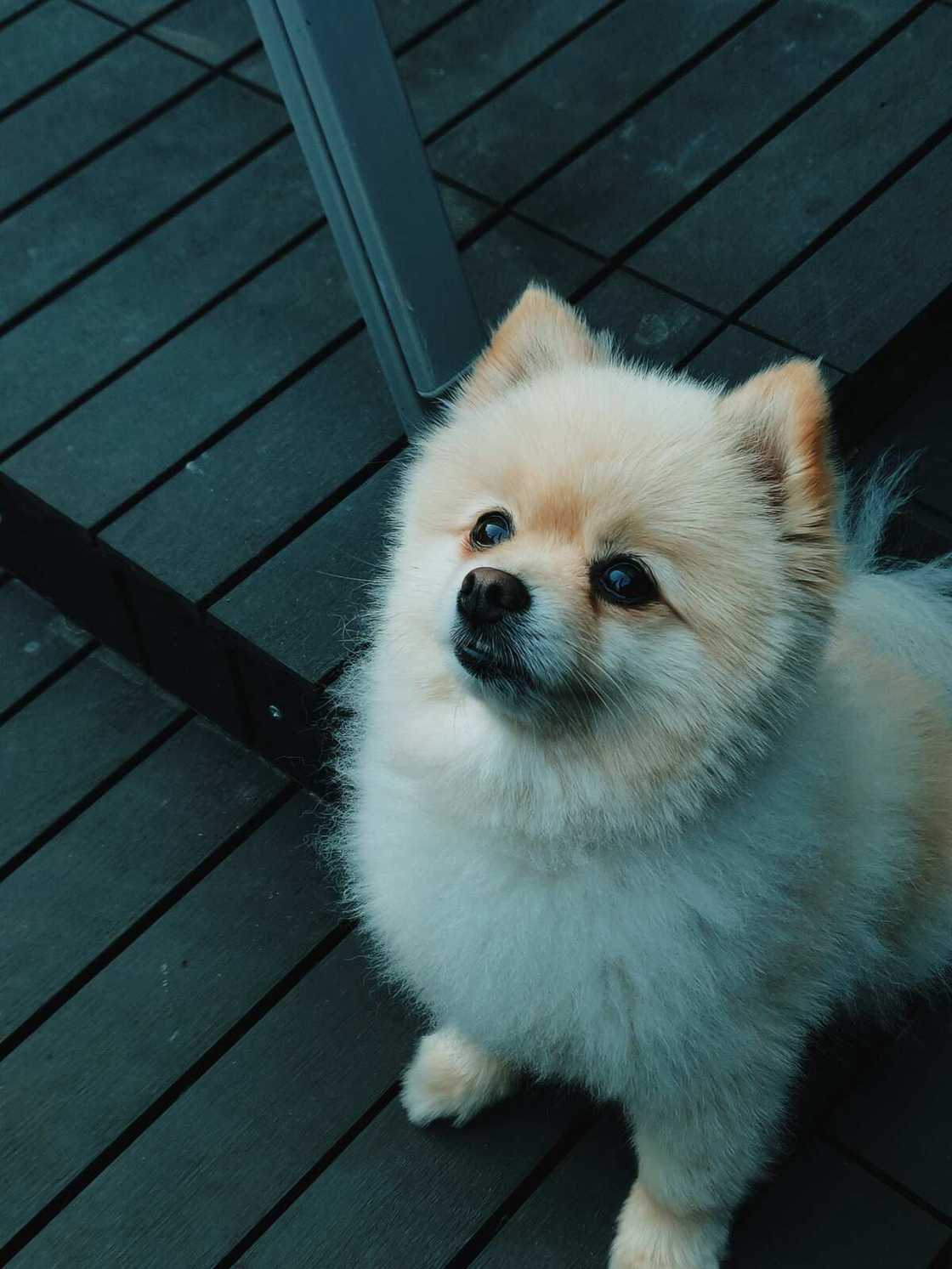 adorable puppies adorable puppies