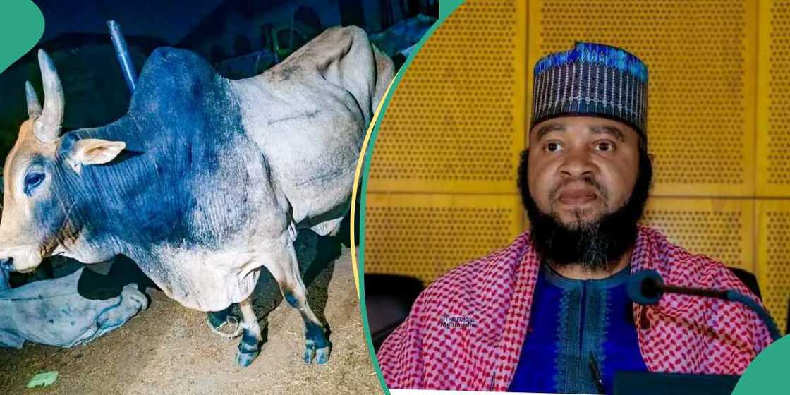 Umar Shehu Zariya Umar Shehu Zariya