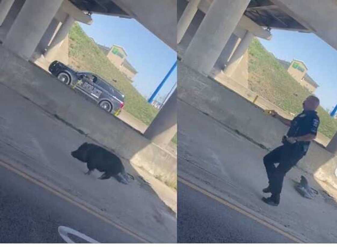 US policeman chases pig in hilarious video. US policeman chases pig in hilarious video.