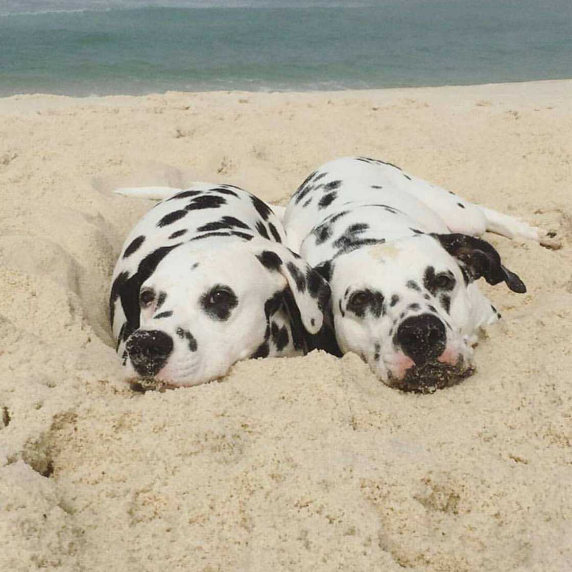 adorable puppies adorable puppies