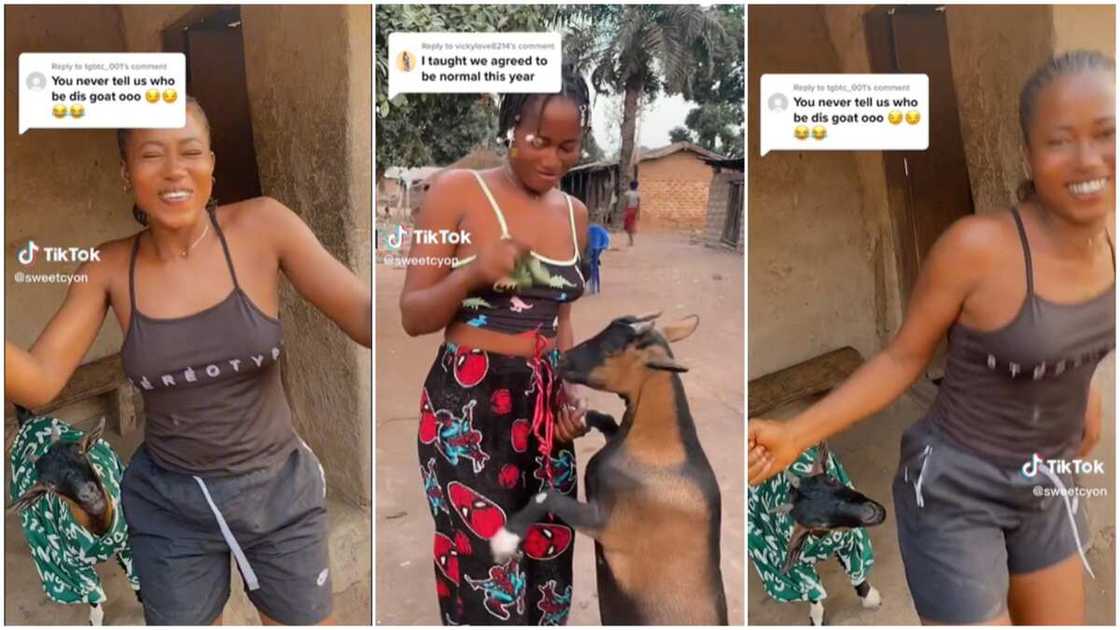 Goat as a pet/lady danced with calm animal. Goat as a pet/lady danced with calm animal.