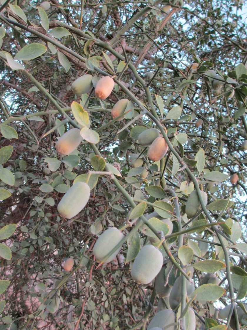 Cutuka guda 8 da aduwa take maganin su Cutuka guda 8 da aduwa take maganin su