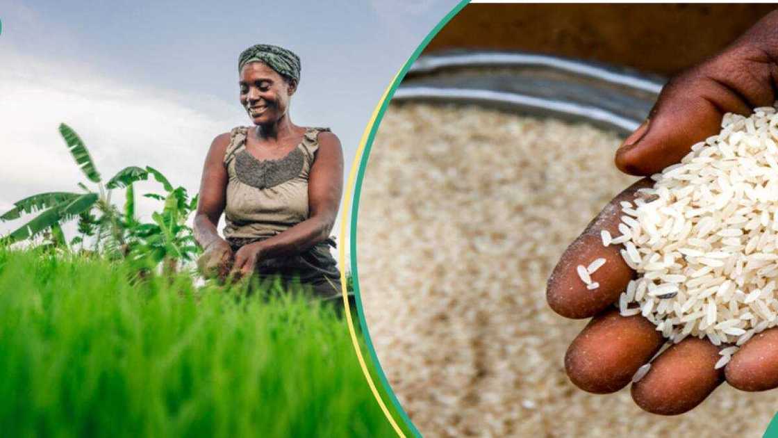 FG, Rice Stakeholders Move to Cut Production Costs as Farming Hits N2.3m per Hectare FG, Rice Stakeholders Move to Cut Production Costs as Farming Hits N2.3m per Hectare