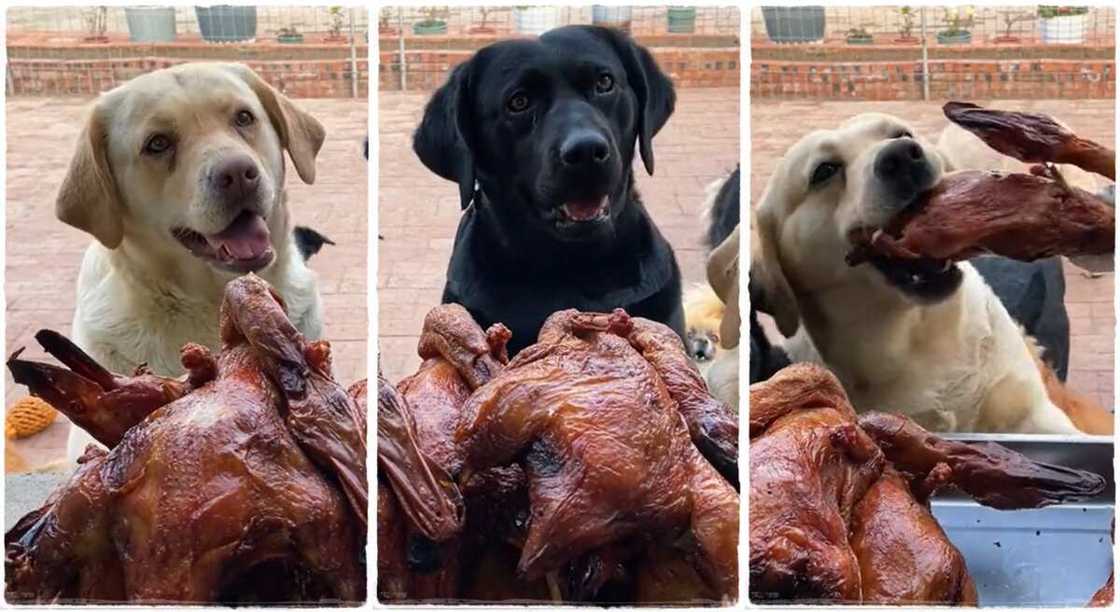 Photos of dogs feeding on fried chicken.