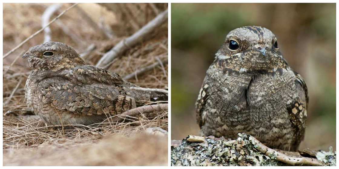 Caprimulgiformes type